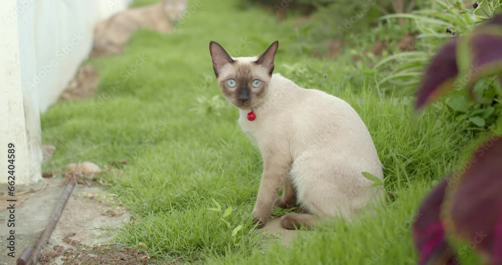 The white cats looking for something in the bushes.The white cat was digging for something in the bushes.Gray cat look camera.A light Gray cat is looking and making big eyes. The white cats looking for something in the bushes.The white cat was digging for something in the bushes.Gray cat look camera.A light Gray cat is looking and making big eyes.