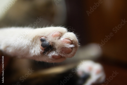 close up cat paw , black spot on paw