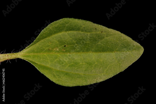 Mexican creeping zinnia (Sanvitalia procumbens). Leaf Closeup