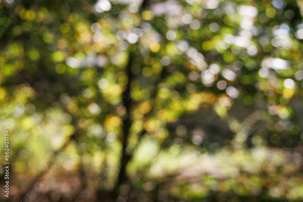 out of focus background of nature foliage out of focus background of nature foliage