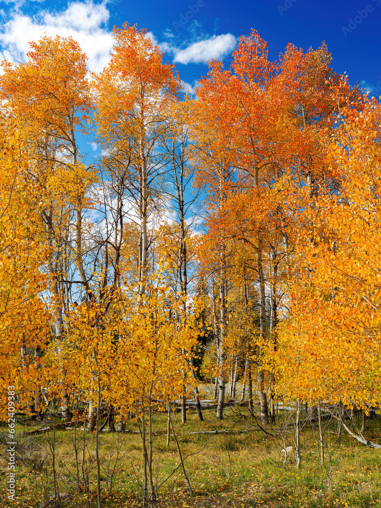 Beautiful Autumn Aspen grove in the fall Beautiful Autumn Aspen grove in the fall