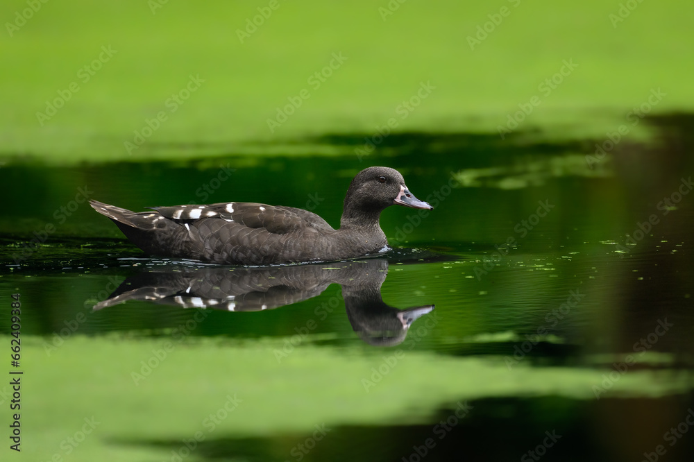 Fototapeta premium a closeup of an african black duck on a pond with a blurry background 