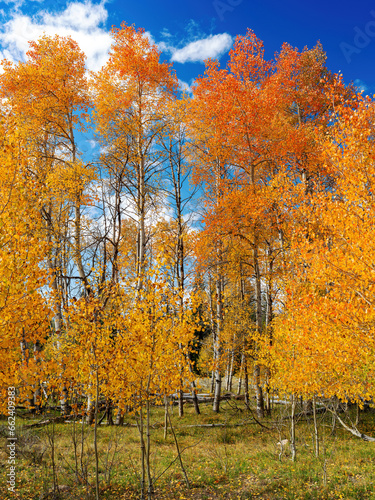 Beautiful Autumn Aspen grove in the fall