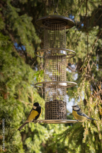 titmouse feeding