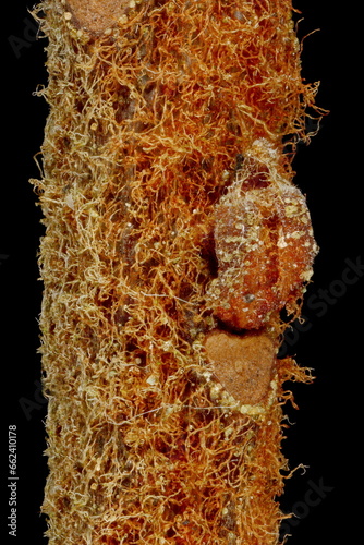 Marsh Labrador Tea (Rhododendron tomentosum). Lateral Leaf Buds Closeup photo