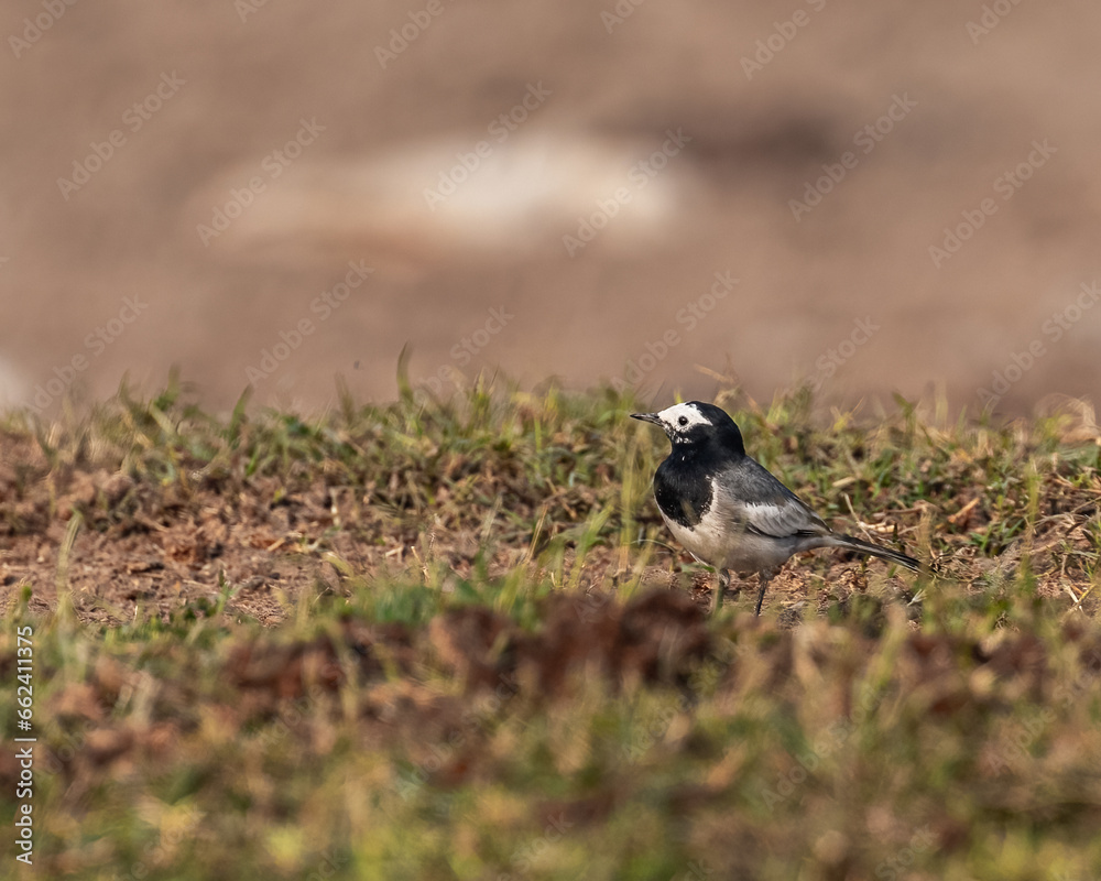 Obraz premium A White Wagtail