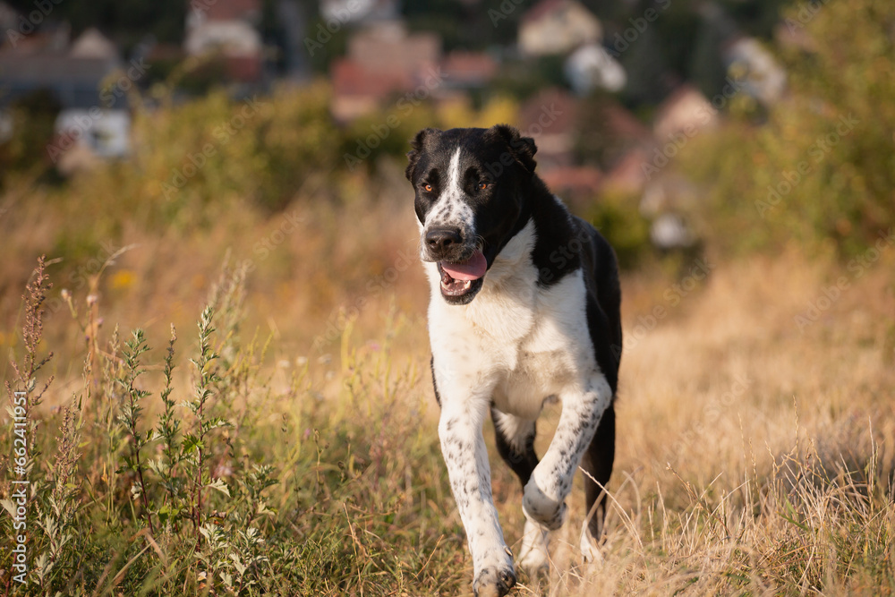 happy central asian shepherd dog running portrait in the summer at sunset running on a golden field happy central asian shepherd dog running portrait in the summer at sunset running on a golden field
