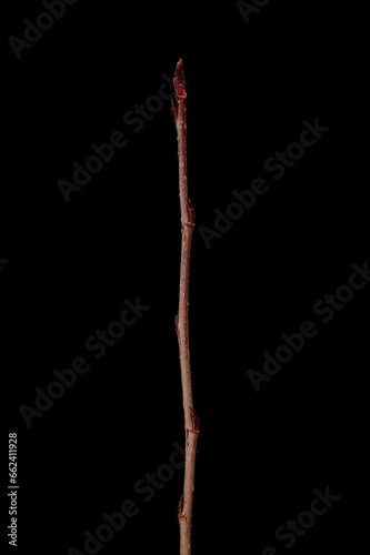 Mitschurin's Chokeberry (x Sorbaronia fallax). Wintering Twig Closeup photo