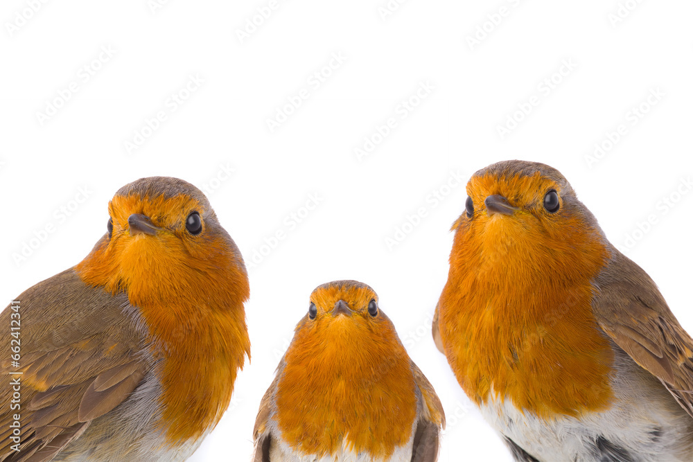 Robins isolated on white background