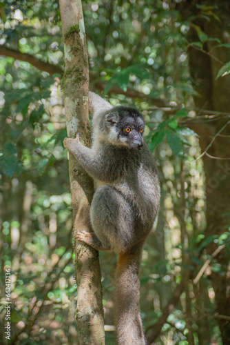 Cute Common brown lemur with orange eyes. Endangered endemic animal in natural forest habitat, Madagascar