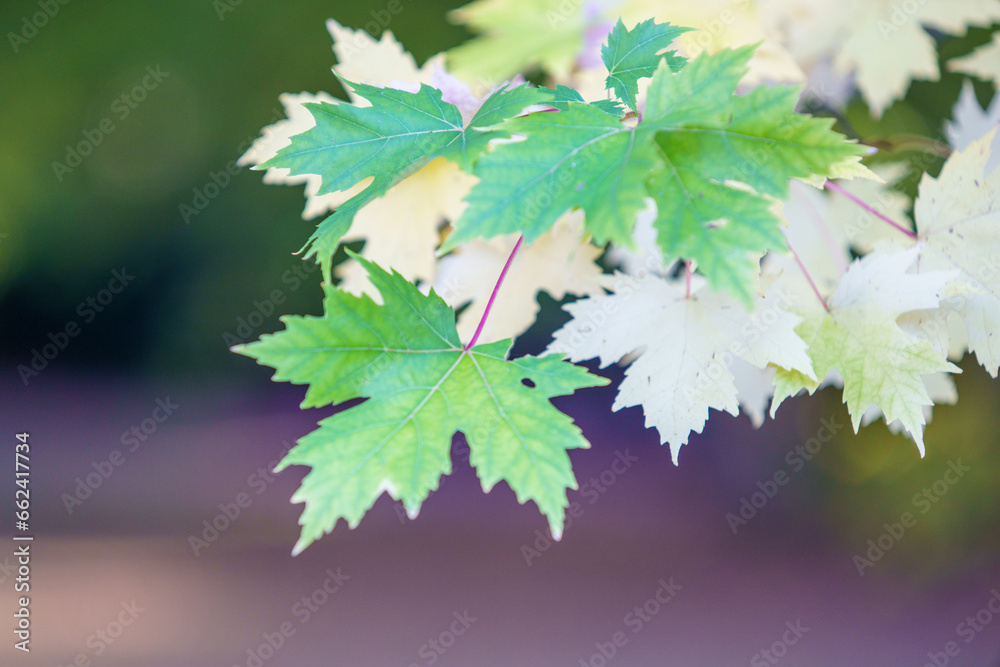Autumn colored leaves on a maple branch. Autumn colored leaves on a maple branch.