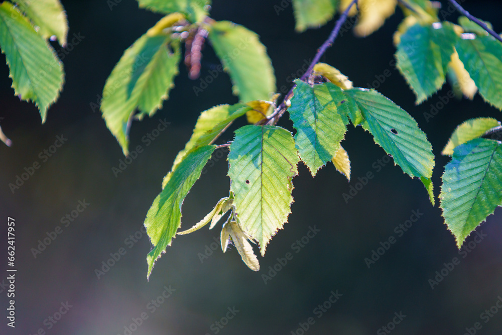 Autumn colored leaves on a beech branch. Autumn colored leaves on a beech branch.