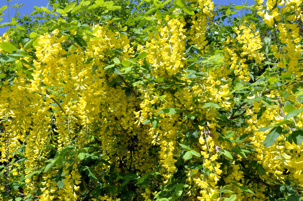 In spring, laburnum blooms in nature In spring, laburnum blooms in nature