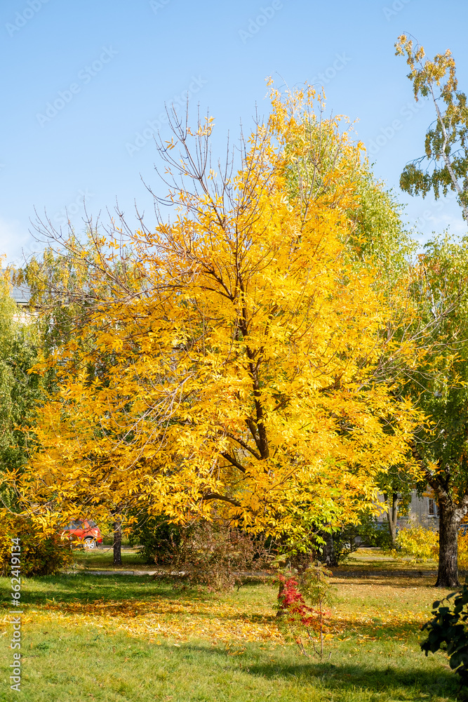 maple tree with yellow leaves in an autumn park on a sunny day.