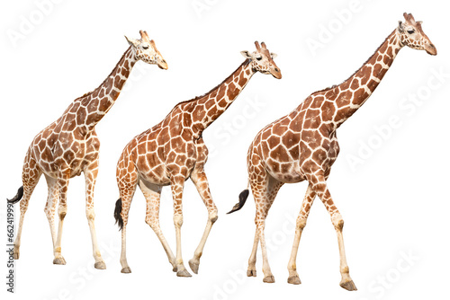 Canvas Print Walking three giraffes isolated on transparent background