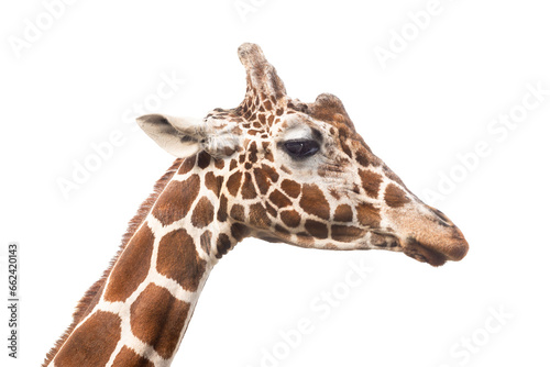 Giraffes head isolated on transparent background