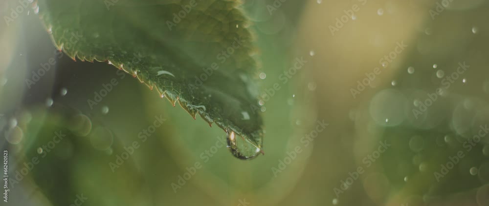 Close-up macro shot of a drop of water falling from leaf in slow-motion. Water rain drop with fresh green leaf in rain background