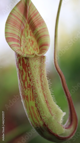 Nepenthes Pitcher Plant  photo