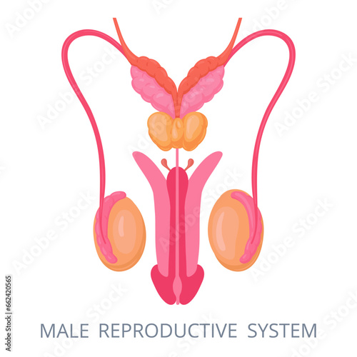 Male reproductive system. Genitals internal genitals, human body anatomy. Biology education scheme with male reproductive organs flat vector illustration