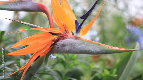 Photography Bird of Paradise