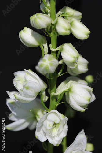 white summer flower