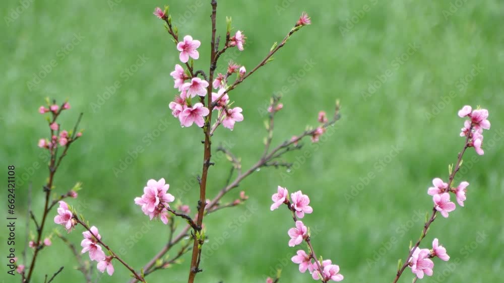 Branches of peach tree with wet pink flowers after rain on background of field with green grass on rainy spring day - real time. Topics: flora, spring, season, blooming, nature, orchard Branches of peach tree with wet pink flowers after rain on background of field with green grass on rainy spring day - real time. Topics: flora, spring, season, blooming, nature, orchard