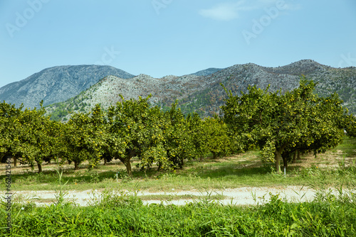 Plantacja mandarynek, pomarańczy z górami w tle