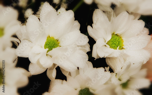 Beautiful flower bouquet with water drops on the petals.
