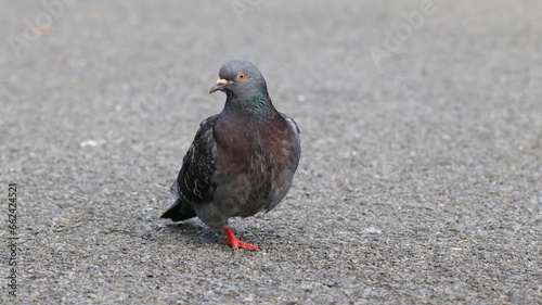 Photography Pigeon Balance