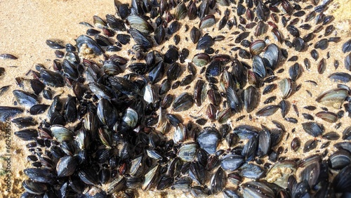 Many small young mussels attached to the rock visible after the low tide of the ocean