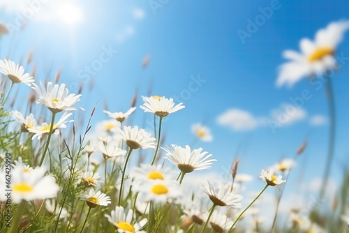 Closeup View Of Chamomile Daisies In Summer Spring Field Against Background Of Blue Sky With Sunshine And Flying White Butterfly, Captured In Closeup Macro Photography