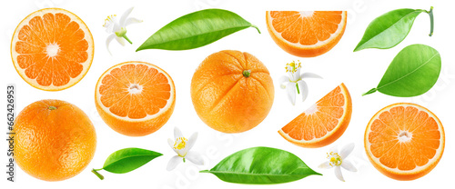 Collection of cut orange fruits, leaves and flowers, cut out © ChaoticDesignStudio