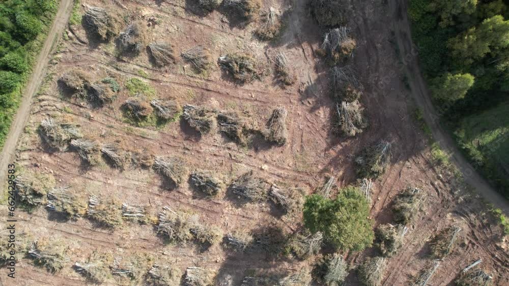 Gestion et exploitation de forêt pour le développement durable, vue aérienne d'une forêt coupée pour la préservation de l'environnement