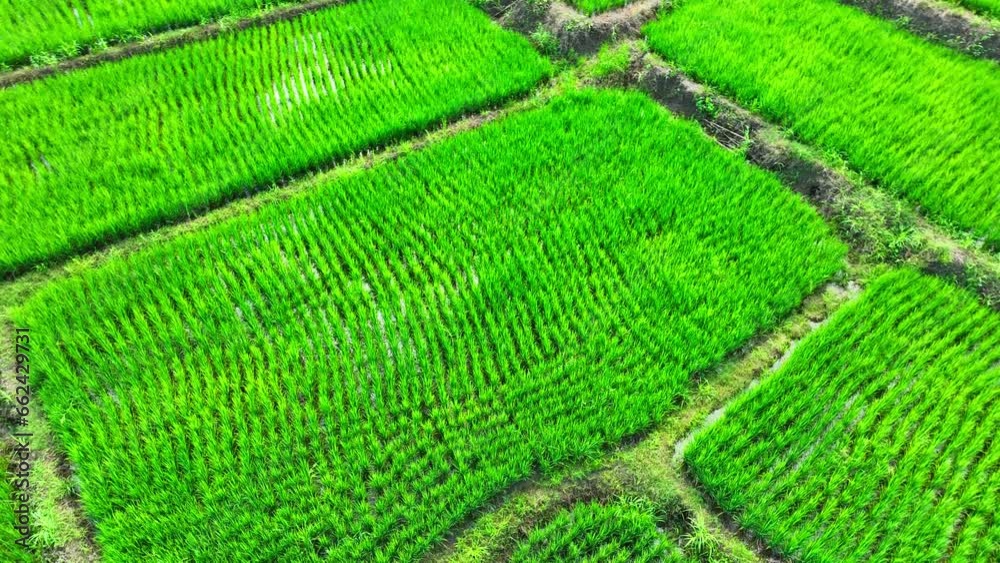 From a bird's eye view, Thailand's rice fields resemble a vivid green mosaic, a testament to the country's agricultural heritage and natural beauty. Thailand: Global Rice Leader.
From a bird's eye view, Thailand's rice fields resemble a vivid green mosaic, a testament to the country's agricultural heritage and natural beauty. Thailand: Global Rice Leader.