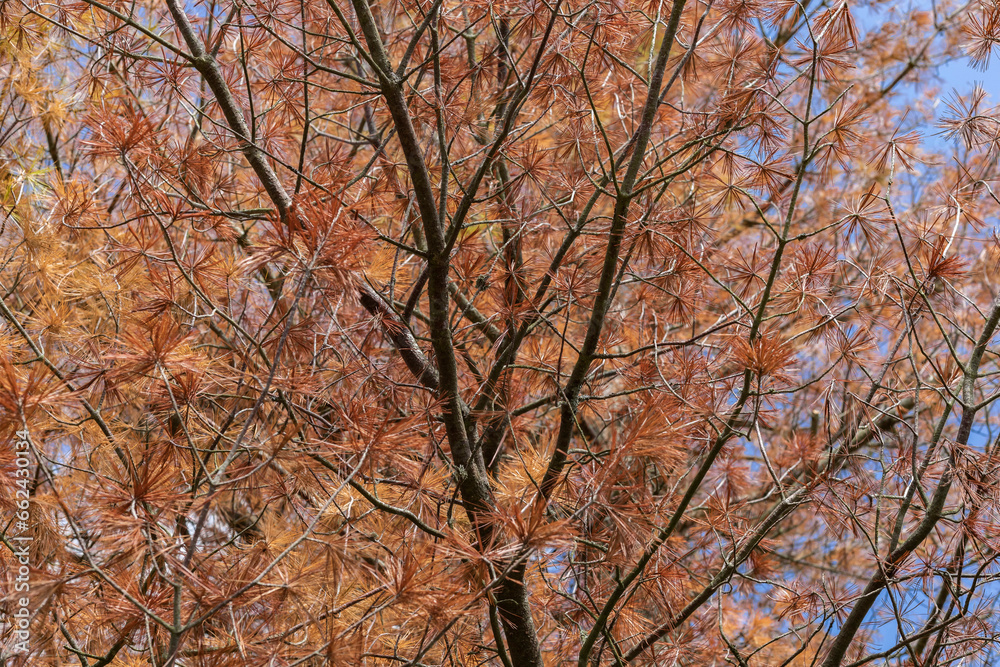 Tree changing colour in the autumn sunshine Tree changing colour in the autumn sunshine