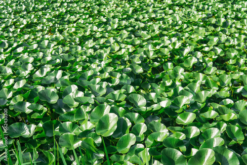 lotus leaves completely cover the surface of the water photo