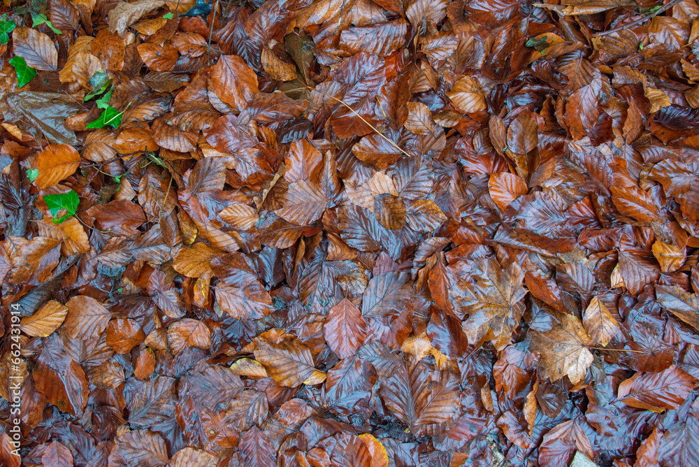 Wet leaves of a tree lying on the road
