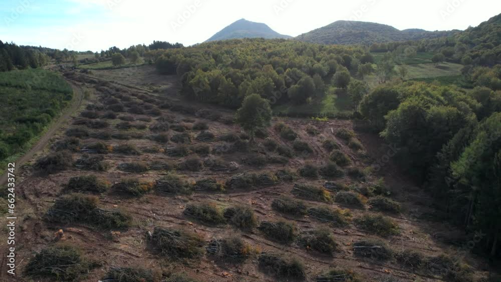 Exploitation durable de la forêt et maîtrise des ressources naturelles : vue aérienne d'une exploitation forestière avec une section d'arbres coupés, et une forêt de jeunes pousses