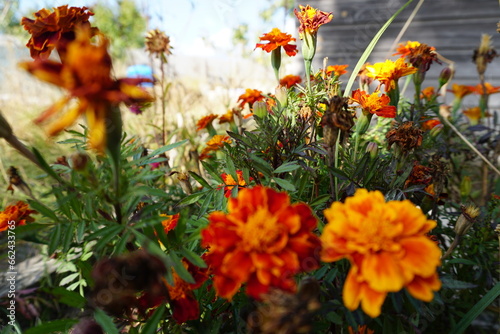 flowers in the garden