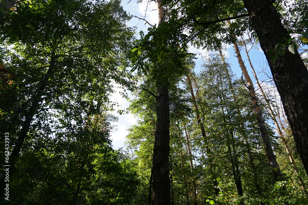Fototapeta premium trees in the woods