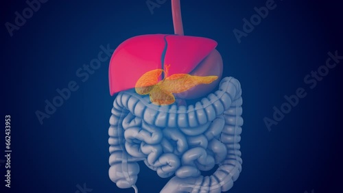 Glucose homeostasis is regulated by the pancreas