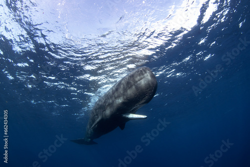 Sperm whale is breathing on the surface. Calm biggest toothed whale in Indian ocean.  photo