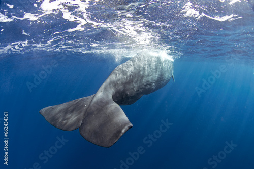 Sperm whale is breathing on the surface. Calm biggest toothed whale in Indian ocean.  photo