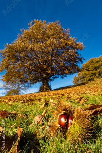 Foto Chestnut close up with a chestnut tree in background in autumn