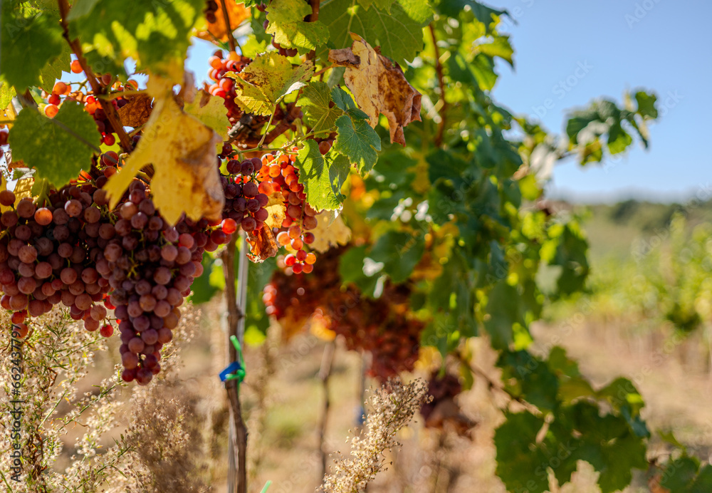 Fototapeta premium Grapes jižní Morava