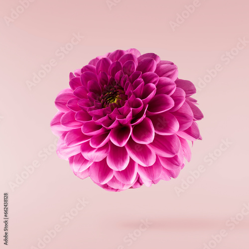 Beautiful fresh Dahlia flower falling in the air isolated