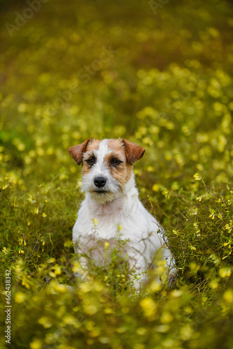 Jack Russell Terrier in yellow field