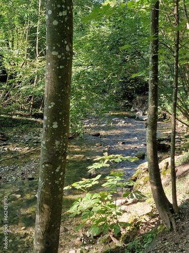 art, nature, graffiti, terre, verdure, couleur, oeuvre