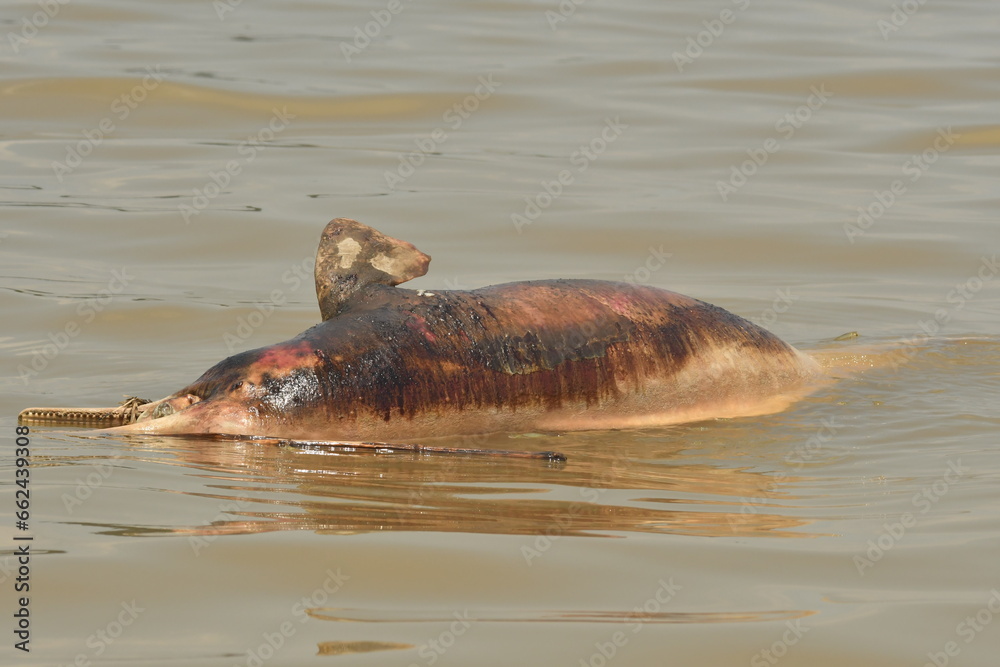 Fototapeta premium dolphin killed by climate change