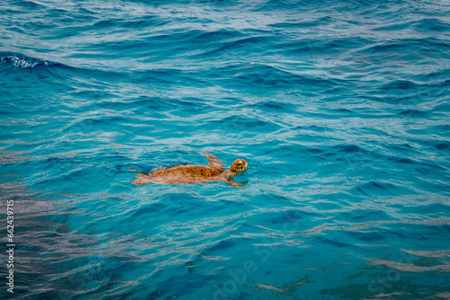 Green Sea Turtle Swimming in Ocean in Great Barrier Reef, Queensland, Australia.